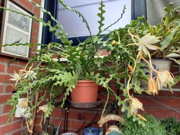 zaagcactus stekjes 5€ beschikbaar voor biedingen