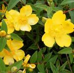 Hypericum Hidcote en spiraea, Ophalen of Verzenden, Struik