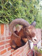Opgezette moeflon kop taxidermie jacht schedel gewei hert, Ophalen, Wild dier, Gewei of Kop