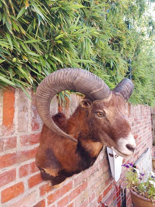 Opgezette moeflon kop taxidermie jacht schedel gewei hert, Verzamelen, Dierenverzamelingen, Gewei of Kop, Wild dier, Ophalen