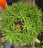 zeer grote Aloë perfoliata (ca 1m diameter), Ophalen