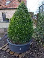 mooie gezonde motvrije BUXUS piramide aan SPOTPRIJS, Jardin & Terrasse, Plantes | Arbustes & Haies, 100 à 250 cm, Enlèvement, Buis