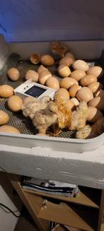 Brahma kuikens gemengde kleuren, Dieren en Toebehoren, Pluimvee | Toebehoren, Ophalen