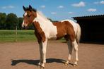 APHA merrie veulen, Dieren en Toebehoren, Paarden, Merrie, Minder dan 160 cm, Gechipt, 0 tot 2 jaar