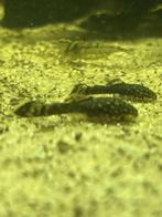 Borstelneus pleco, Dieren en Toebehoren