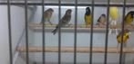 YUNNAN GROENLING X GROENLANDSE BARMSIJS 2023, Dieren en Toebehoren, Vogels | Overige Vogels, Meerdere dieren, Wildzangvogel, Geringd