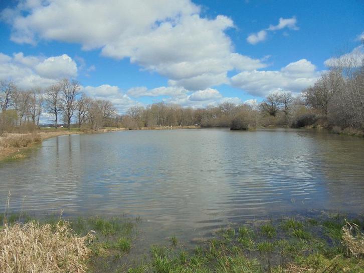 karper vissen frankrijk, Dieren en Toebehoren, Vissen | Vijvervissen