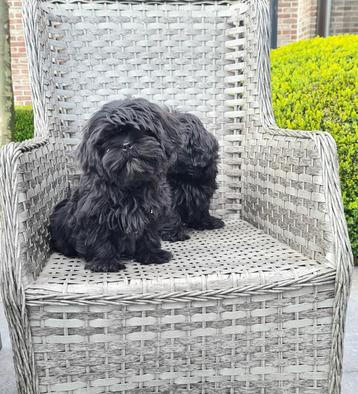 zwarte shih tzu pups beschikbaar voor biedingen