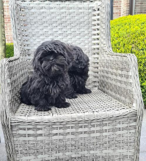 zwarte shih tzu pups, Dieren en Toebehoren, Honden | Chihuahua's en Gezelschapshonden, Meerdere dieren, Overige rassen, Fokker | Professioneel