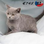 Britse Kortharen - kittens te koop, Meerdere dieren, Gechipt, 0 tot 2 jaar