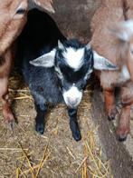Dwerggeitbokje, Dieren en Toebehoren, Schapen, Geiten en Varkens, Mannelijk, Geit, 0 tot 2 jaar