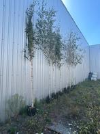 boom berk Doorenbos, Halfschaduw, Overige soorten, 250 tot 400 cm, Ophalen