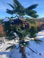 Trachycarpus wagnerianus hybride, Tuin en Terras, Voorjaar, Zaad, Verzenden, Volle zon