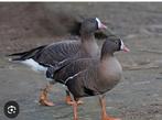 Koppel goudoogganzen, Dieren en Toebehoren, Pluimvee, Meerdere dieren, Gans of Zwaan