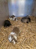 Nederlands dwerg hangoor, Dieren en Toebehoren, Konijnen, Dwerg, Hangoor