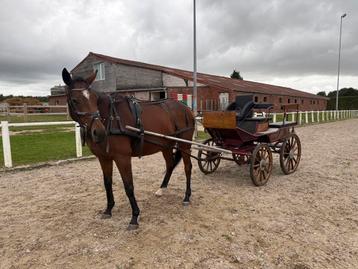 Menwagen beschikbaar voor biedingen