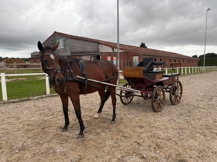 Menwagen, Dieren en Toebehoren, Rijtuigen en Koetsen, Zo goed als nieuw, Paard