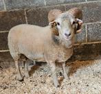 Ouessantrammetje met stamboek volledig wit, Dieren en Toebehoren, Schapen, Geiten en Varkens