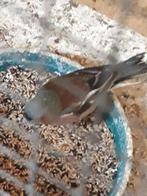 Koppel botvink  .., Dieren en Toebehoren