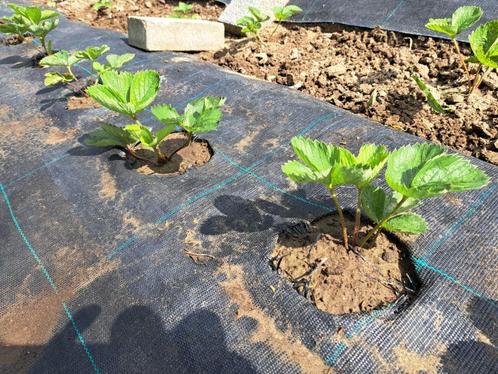 Aardbeienplanten 2024, Tuin en Terras, Planten | Tuinplanten, Vaste plant, Fruitplanten, Volle zon, Lente, Ophalen