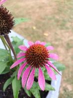 Echinacea, Ophalen