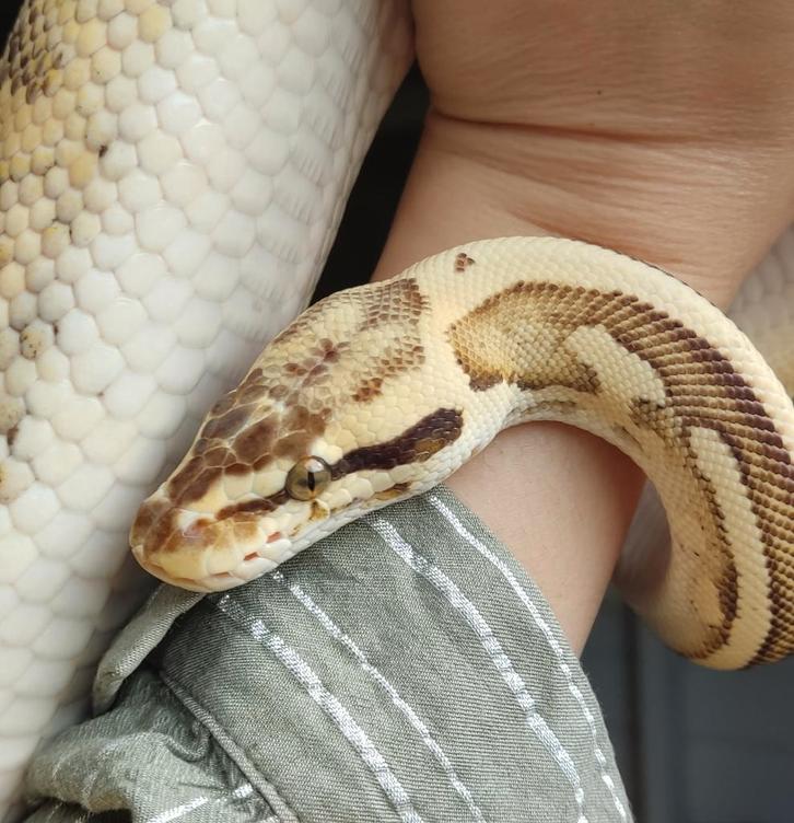 0.1 Python regius - Leopard firefly, Animaux & Accessoires, Reptiles & Amphibiens, Serpent, 7 à 10 ans, Domestique