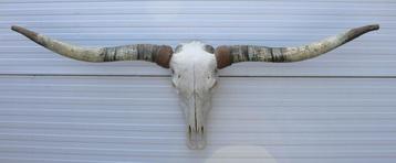 Grote schedel TEXAS STYLE LONGHORN 170 cm - ref. G beschikbaar voor biedingen