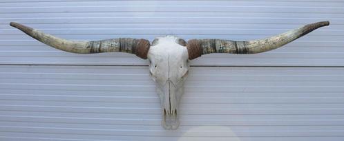 Grote schedel TEXAS STYLE LONGHORN 170 cm - ref. G, Verzamelen, Dierenverzamelingen, Zo goed als nieuw, Schedel, Boerderijdier