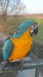 Jeune Ara ararauna mâle – 7 mois – 1250€, Dieren en Toebehoren, Vogels | Parkieten en Papegaaien, Mannelijk