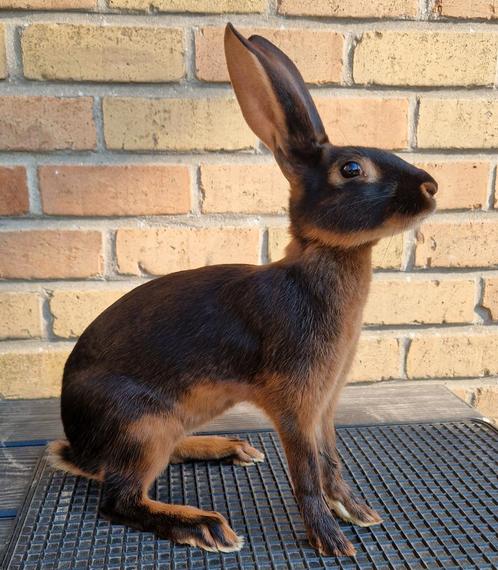 Jonge Belgische hazen, Dieren en Toebehoren, Konijnen, Middelgroot, Vrouwelijk, 0 tot 2 jaar
