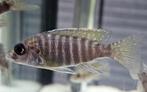 Aulonocara Stuartgranti Malawi, élevage amateur de cichlidés, Animaux & Accessoires, Poisson, Poisson d'eau douce