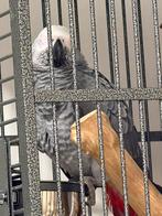 Baby grijze roodstaartpapegaai 4mnd. incl kooi & speelgoed, Animaux & Accessoires, Mâle, Perroquet, Domestique