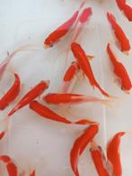Sarasas 10 12 cm 3.25€
