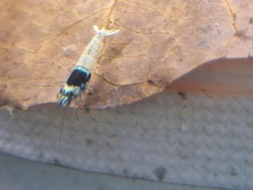 Panda mosura (caridina garnalen) beschikbaar voor biedingen