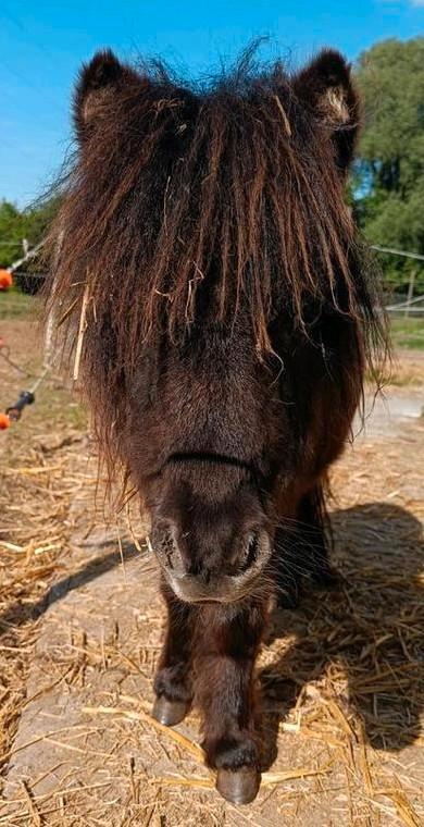 Entier 2024, Dieren en Toebehoren, Pony's, L, Ontwormd