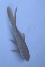 Zwarte goudvis met lange staart - 13 cm, Goudvis(sen)