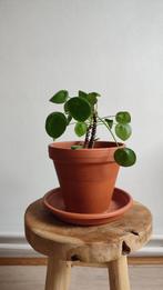 Plantes vertes avec pot ou vase, Maison & Meubles, Plantes d'intérieur, Ombre partielle, En pot, Plante verte, Enlèvement