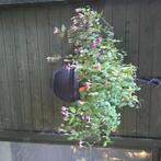 Fuchsia plant, Ophalen