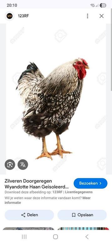 Hanen wyandotte  beschikbaar voor biedingen