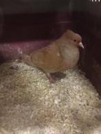 Eenkleurige Zwitser geel, Dieren en Toebehoren, Vogels | Duiven, Vrouwelijk, Overige soorten