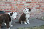 Mini American (Australian) Shepherd - Mini Aussie, Dieren en Toebehoren, België, Particulier, Overige rassen, CDV (hondenziekte)