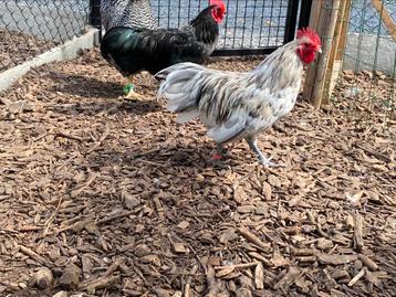 Australorp kriel haantje splash beschikbaar voor biedingen