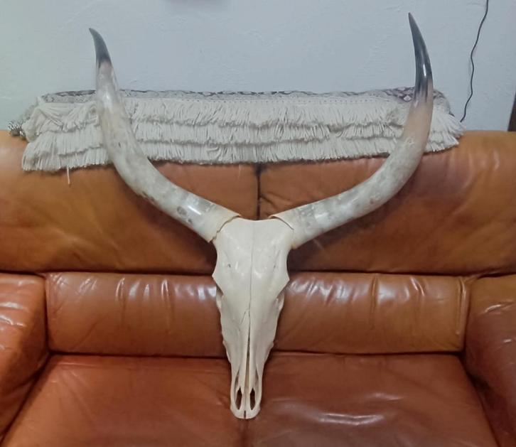 Véritable Crâne de Watusi (Ankole) avec ses cornes 78,5cm, Antiquités & Art, Antiquités | Verre & Cristal, Enlèvement