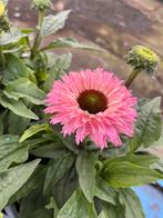 Echinacea purp. Sunseeker Rainbow P17, Ophalen, Zomer, Vaste plant, Volle zon