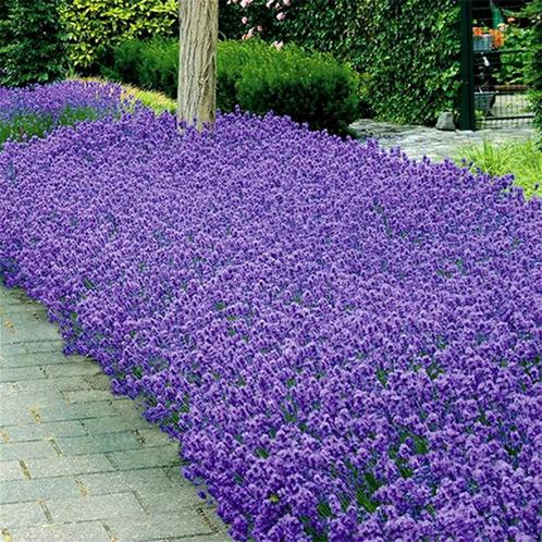 Lavendel augustofolia 'Muntstead', Tuin en Terras, Planten | Tuinplanten, Vaste plant, Ophalen