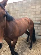 Scheren van paarden, Dieren en Toebehoren, Paarden