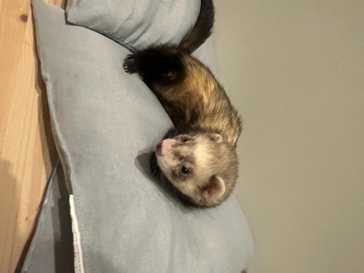 Furet, Dieren en Toebehoren, Overige Dieren, Mannelijk, Februari