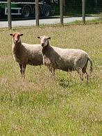 Ooien, Dieren en Toebehoren
