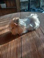 Mooie cavia's, Animaux & Accessoires, Rongeurs, Décembre, Cobaye