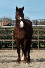 Kruising koudbloed ruin 4jaar, Dieren en Toebehoren, Paarden, Minder dan 160 cm, Ruin, Zadelmak, 3 tot 6 jaar